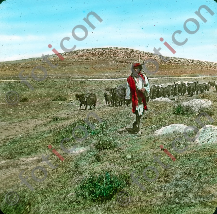 Hirte bei Bethlehem | Shepherd near Bethlehem - Foto simon-101-013.jpg | foticon.de - Bilddatenbank für Motive aus Geschichte und Kultur